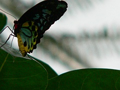 073 Kuranda Butterfly Sancturary